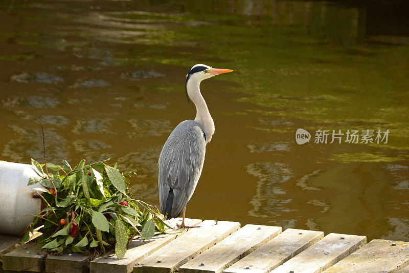 站在码头上的Ardea cinerea。